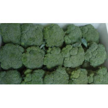Fresh Broccoli Grade a From China